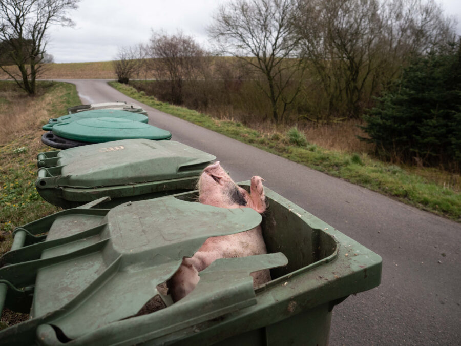 Dead Piglets Dumped In Trash Bins
