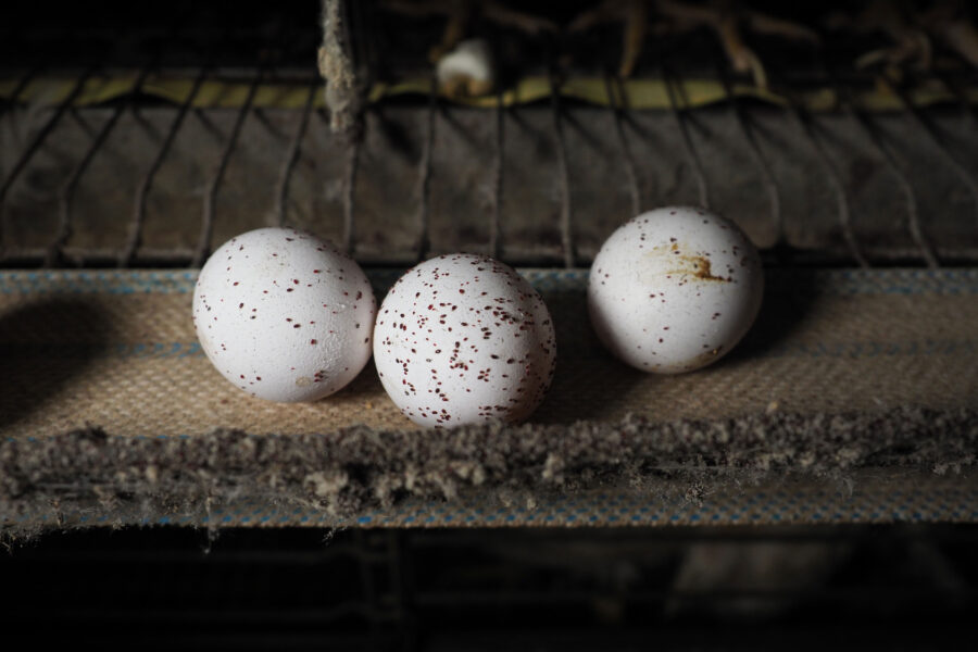 03 Factory Farming Animals Agriculture Chickens Eggs Selene Magnolia.jpeg