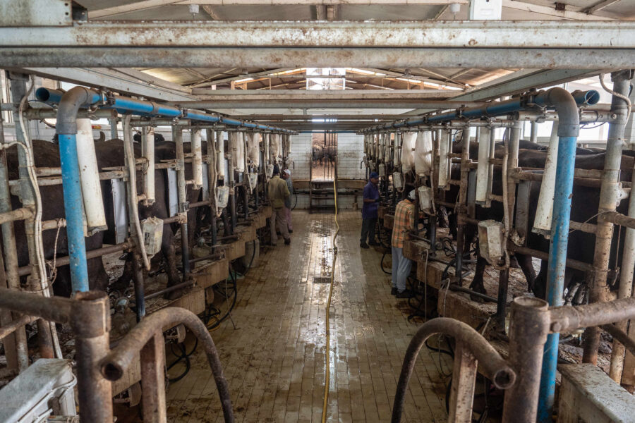 11 Factory Farming Animals Agriculture Buffalos Selene Magnolia.jpeg