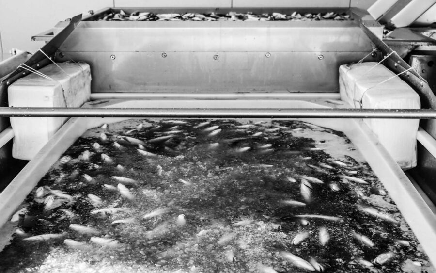 18 Aquaculture Fish Industry Intensive Farm Fishing Sea Aquatic Selene Magnolia P5293229 2lowres Scaled