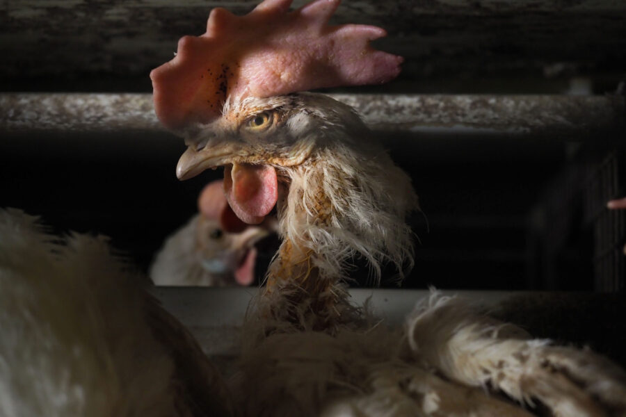 19 Factory Farming Animals Agriculture Chickens Selene Magnolia.jpeg