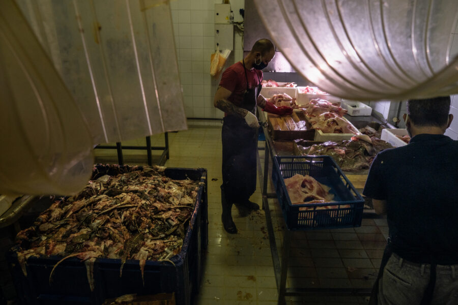 Keratsini, Greece, November 2020. Workers Are Processing Fish During The Night In A Processing Plant Specifically Treating Octopus, Tope, Ray And Sometimes Calamari.